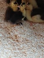 Ekstereenden kuikens, Dieren en Toebehoren, Meerdere dieren, Eend