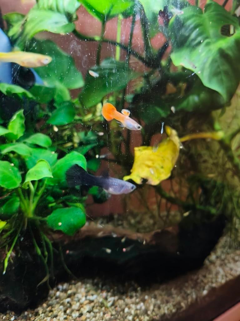 Endler guppen, Dieren en Toebehoren, Vis, Zoetwatervis, Schoolvis