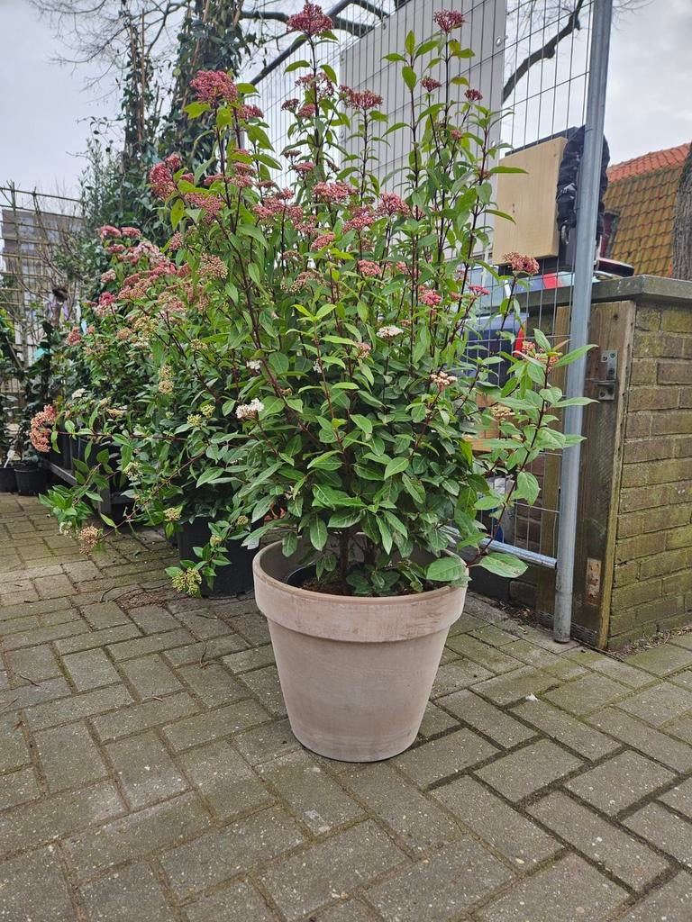 Viburnum Tinus: sneeuwbal op stam 100cm / heester 120cm, Tuin en Terras, Planten | Bomen, 100 tot 250 cm, Olijfboom, Zomer, Ophalen