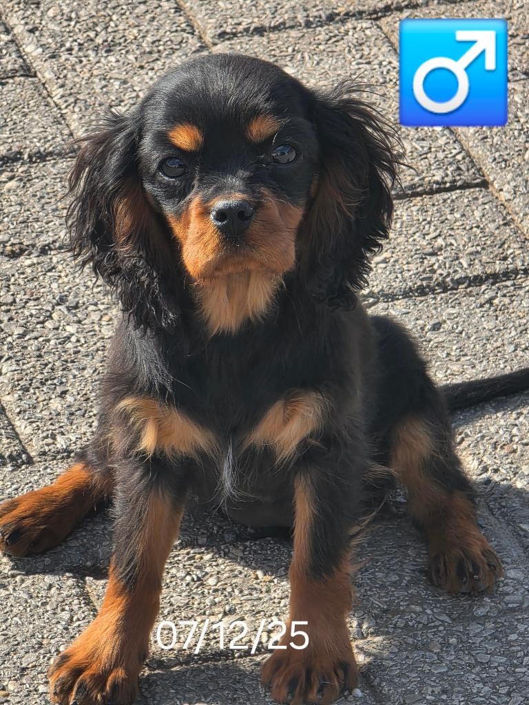 mooie cavalier king charles pup nog 1 reutje, België, 15 weken tot 1 jaar, Reu, Parvo