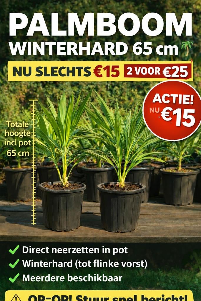Palmboom Winterharde waaierpalm Trachycarpus, Tuin en Terras, Planten | Tuinplanten, Vaste plant, Overige soorten, Volle zon, Ophalen of Verzenden