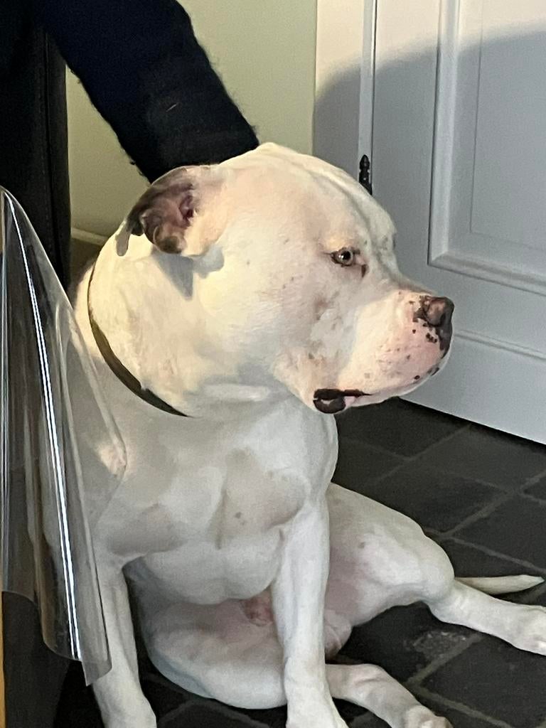 Dekreu Amerikaanse Bully (met stamboom), Reu, 1 tot 2 jaar, Parvo, Eén hond