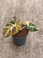 Alocasia Black Velvet Gold Variegata, Ophalen of Verzenden, Halfschaduw, Minder dan 100 cm