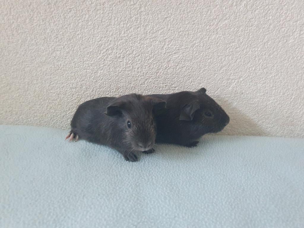 Jonge cavia beertjes, Dieren en Toebehoren, Knaagdieren, Mannelijk, Tam, Maart, Cavia