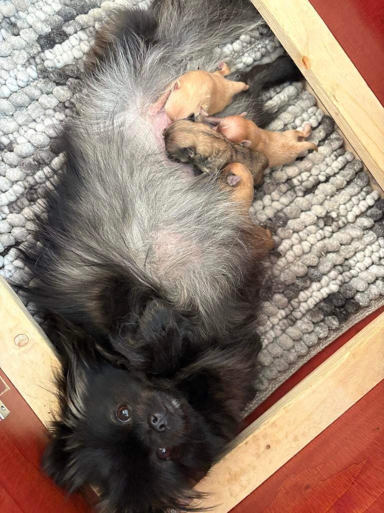 Mooi nestje keeshondjes / pomerianen, Dieren en Toebehoren, Parvo, Keeshond, 8 tot 15 weken, Meerdere