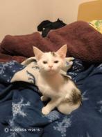 Kitten maincoon/Ragdoll, Dieren en Toebehoren, Poes, Ontwormd, 0 tot 2 jaar