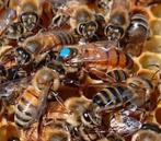 1 Buckfast F1 bijen koningin, Bijen