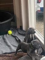 Engelse Staffordshire Bull Terrier pups (Stafford) met FCI, Overige rassen, 8 tot 15 weken, Parvo, Meerdere