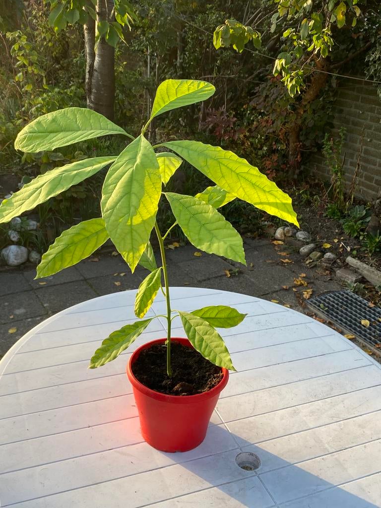 Mooie frisse Avocadoplant, Ophalen, Halfschaduw, Minder dan 100 cm