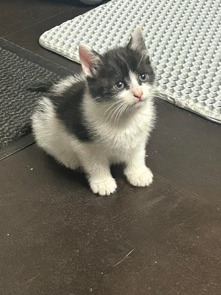 Kittens, Meerdere dieren