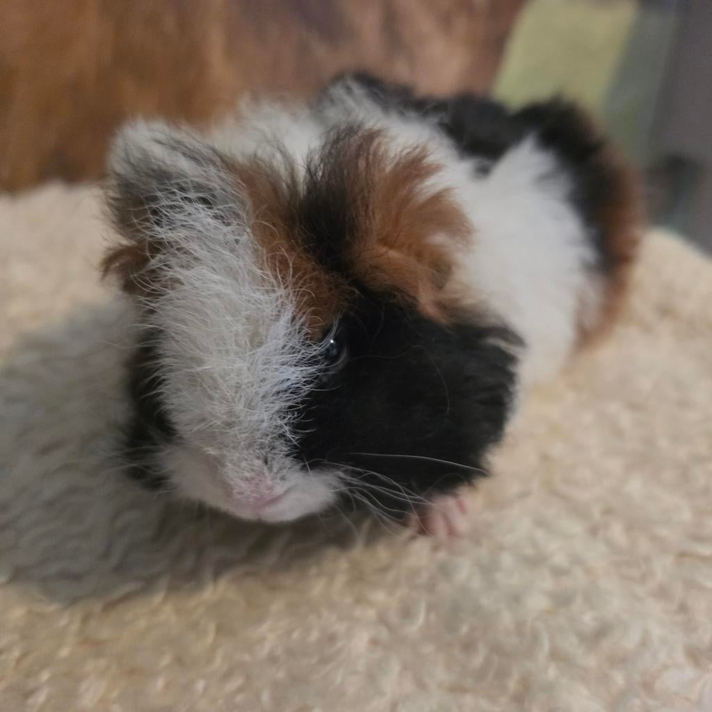 Texel beertje eventueel met stamboom, Dieren en Toebehoren, Cavia, Februari, Mannelijk, Tam