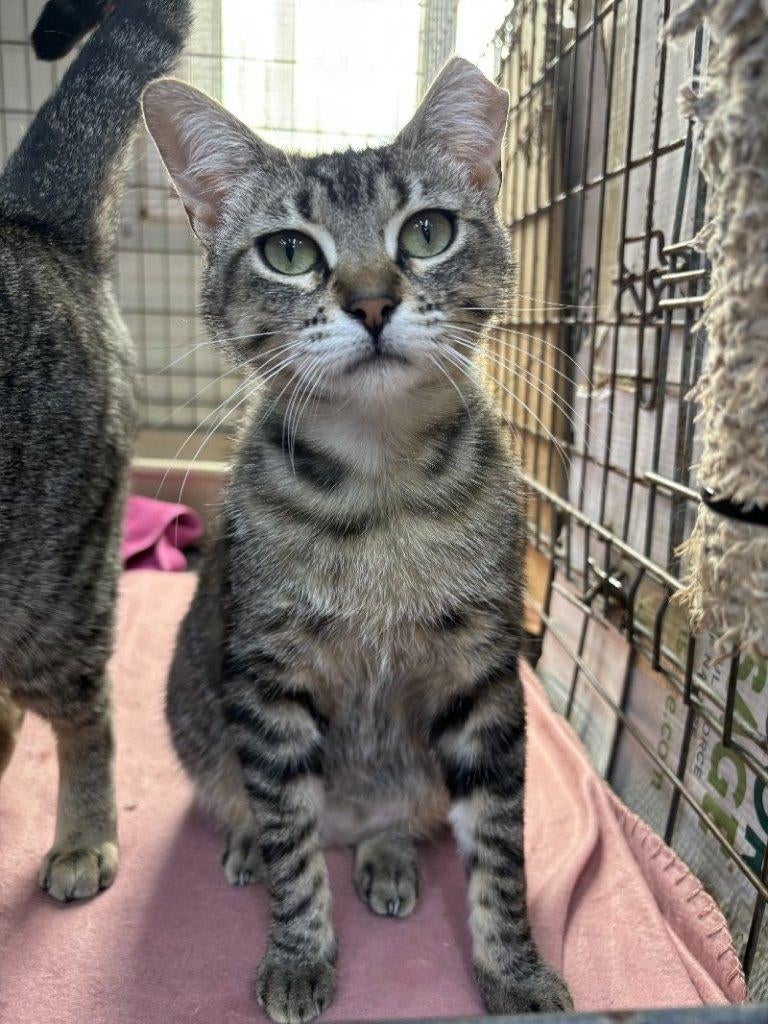 ACE: Lalla zoekt samen met Lollo een nieuwe thuis!, Poes, Kortharig, 3 tot 5 jaar