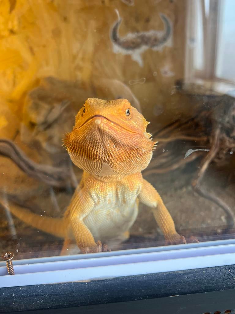 Handtamme Baardagaam met terrarium Bearded Dragon - unknown for sale from NJ van den Brink