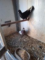 Koppel sierduiven, Dieren en Toebehoren, Meerdere dieren, Overige soorten