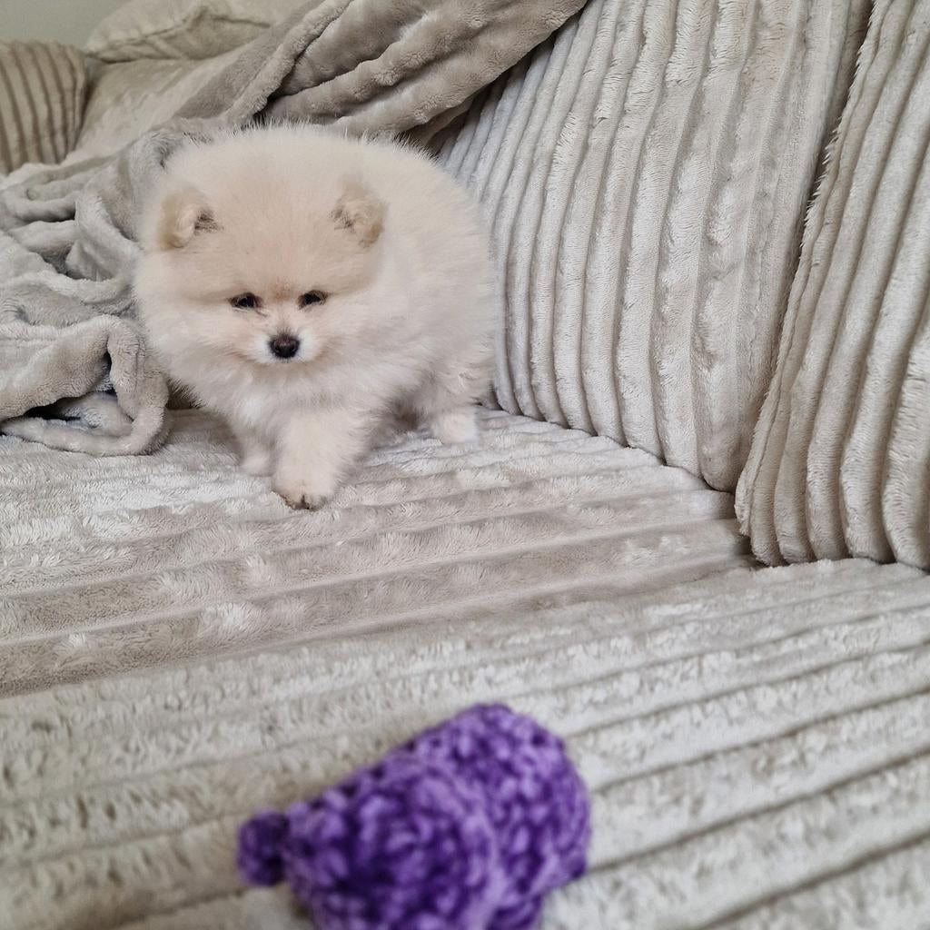 ❣️Pomeriaan pup raszuiver, Dieren en Toebehoren, Parvo, Keeshond, 8 tot 15 weken, Teef