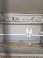 Mooie rijst vogels, Dieren en Toebehoren, Meerdere dieren