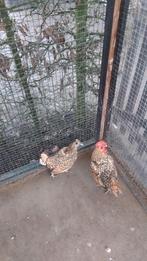Sebright citroen kleur, Dieren en Toebehoren, Pluimvee, Meerdere dieren, Kip