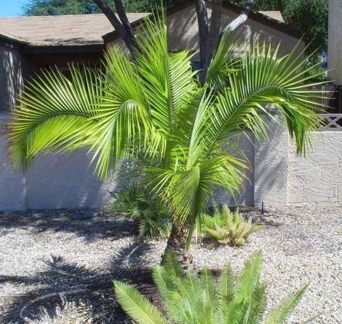 15 x Phoenix Rupicola ( klippen dadelpalm ) palmboom zaad, Tuin en Terras, Bloembollen en Zaden, Zaad, Gehele jaar, Volle zon