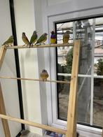 13 jonge goulds amadines, Meerdere dieren, Tropenvogel, Geringd