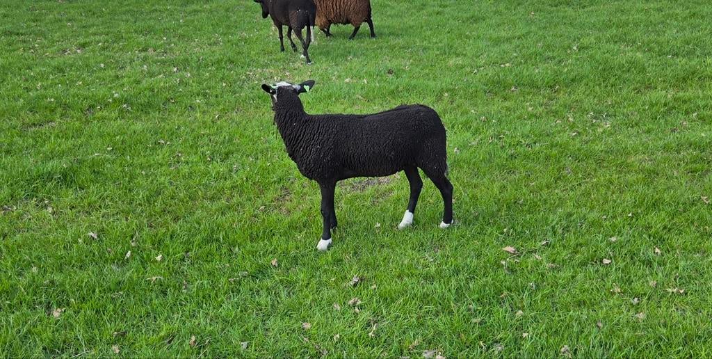 Te koop 2 zwartbles overlopers, Dieren en Toebehoren, Schapen, Geiten en Varkens, Mannelijk, Geit