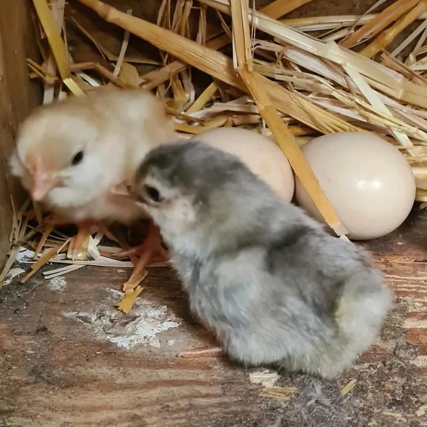 Chabo kriel kuikens, Dieren en Toebehoren, Pluimvee, Geslacht onbekend, Kip