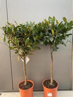 Mooie Laurier op stam laurus nobilis op stam, Hoogte 90cm, 100 tot 250 cm, Zomer, Ophalen, Volle zon