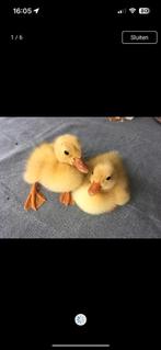 Broedeieren witte loopeenden, Dieren en Toebehoren, Pluimvee, Geslacht onbekend, Eend