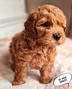 ❤️❤️Lieve en sociale mini labradoodle pups ❤️❤️ mini doodle, Dieren en Toebehoren, Parvo, Overige rassen, 8 tot 15 weken, Meerdere