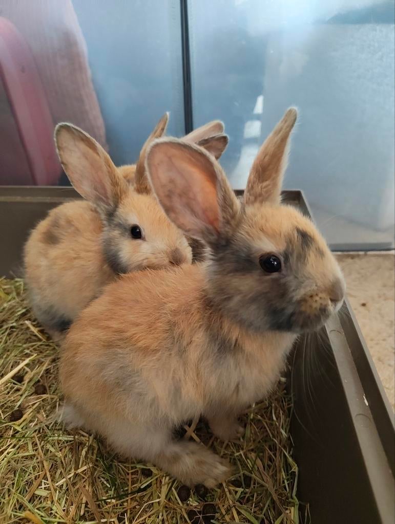 Super schattige konijntjes, Dieren en Toebehoren, Konijnen, Meerdere dieren, Dwerg, Hangoor