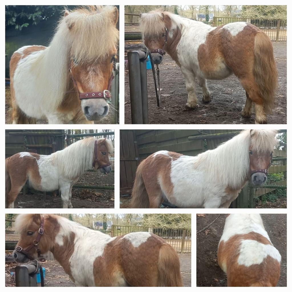 Ter dekking! Vos bonte mini hengst, Hengst