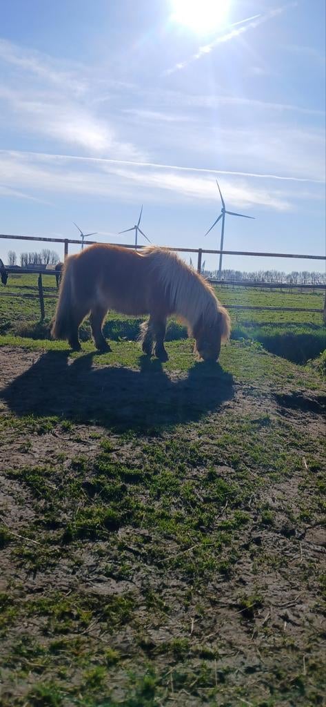 Verzorger gezocht 16+, Ophalen of Verzenden, Gebruikt