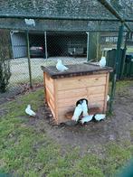 12 witte sierduiven te koop, Dieren en Toebehoren, Meerdere dieren, Overige soorten