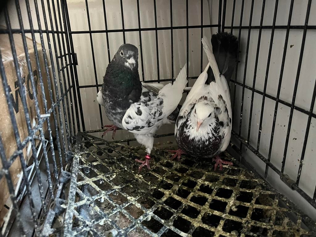 Duiven, Meerdere dieren, Postduif