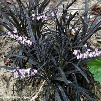 Zwarte Slangenbaard Ophiopogon planiscapus Niger, Tuin en Terras, Bodembedekkers, Vaste plant, Ophalen of Verzenden, Bloeit niet