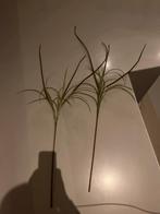 Nieuwe Silka takken - Decoratieve kunsttakken, Ophalen of Verzenden, Nieuw, Binnen