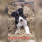 Lieve border collie pups mogen nest verlaten., Dieren en Toebehoren, Honden | Herdershonden en Veedrijvers, 8 tot 15 weken, Collie