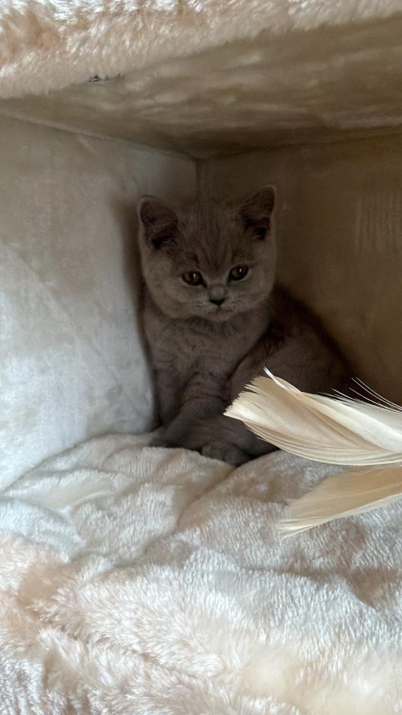 Twee liefste Lilac vrouwtjes kittens 12wk. Alleen samen weg!, Dieren en Toebehoren, Katten en Kittens | Raskatten | Korthaar, Poes