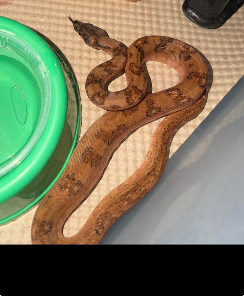 Hypo leopard boa constrictor, Slang, 0 tot 2 jaar