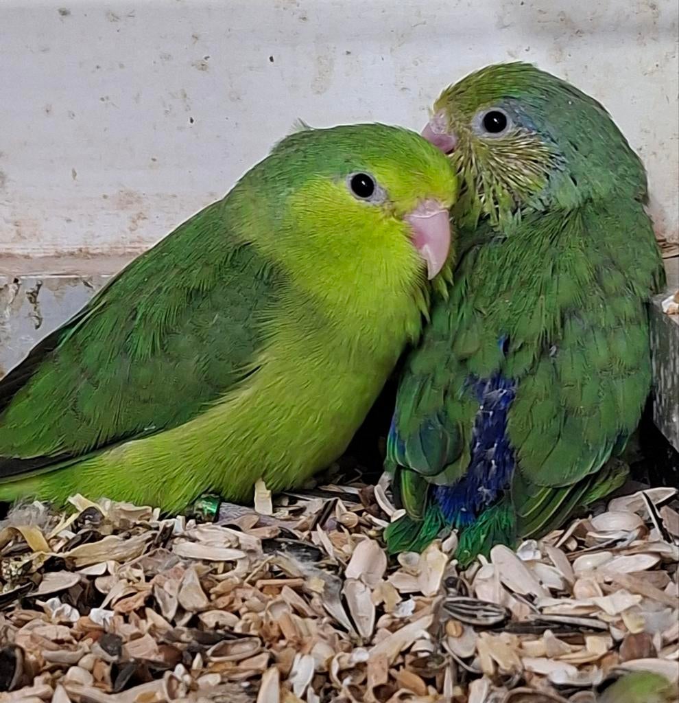 Te koop jong koppel forpus dwergpapegaaien, Meerdere dieren, Dwergpapegaai of Agapornis, Geringd