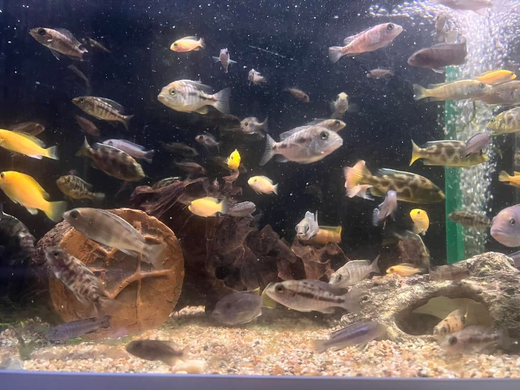 Moet weg . De laatste vissen malawi cichliden., Dieren en Toebehoren