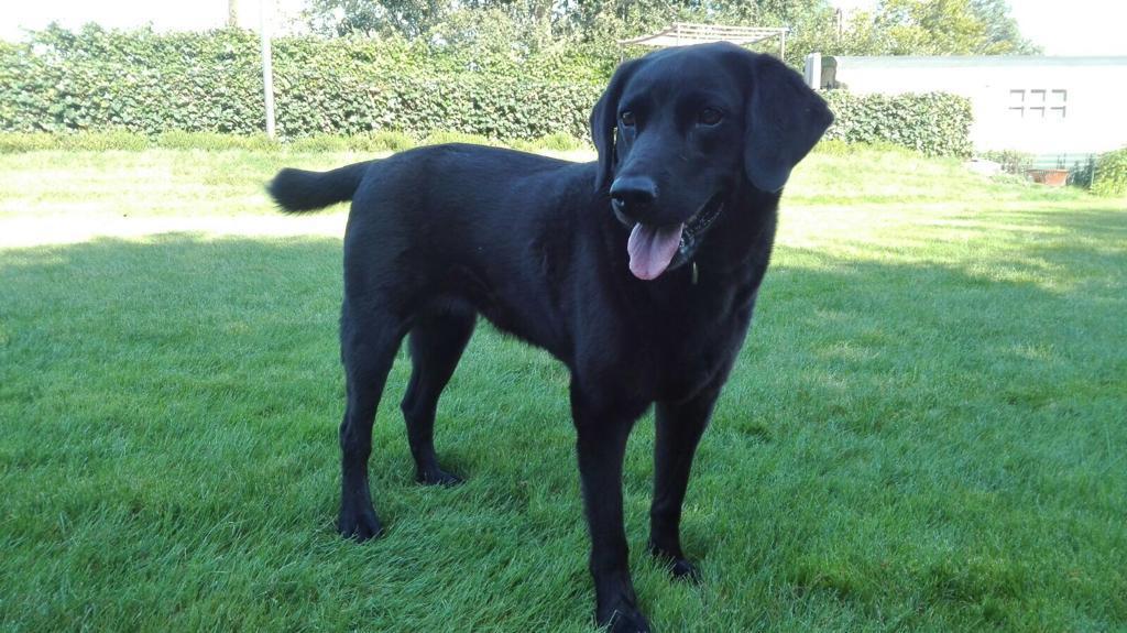 Aangeboden: hondenoppas voor vakantie., Particuliere oppas