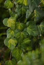 Klimop tuinplant, Tuin en Terras, Planten | Tuinplanten, Ophalen, Bloeit niet, Klimplanten, Halfschaduw