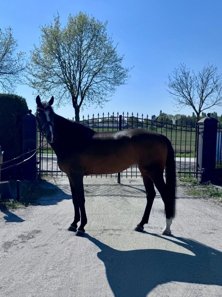Super Brave  Lieve Z1 Merrie 11 jaar v Bleu Horse Zack, Merrie, Dressuurpaard, 11 jaar of ouder, 165 tot 170 cm