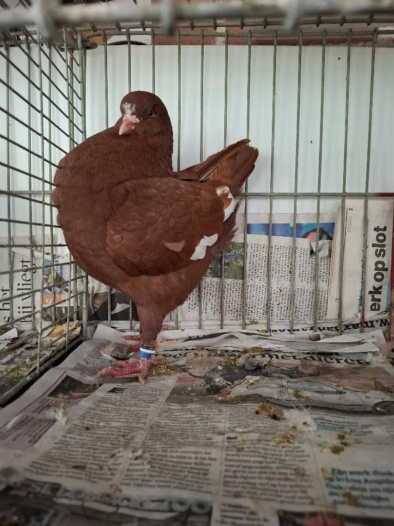 KING duiven, Dieren en Toebehoren, Meerdere dieren, Overige soorten