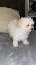 Maltipoo pupy teefje, Poedel, Parvo, 8 tot 15 weken, Teef