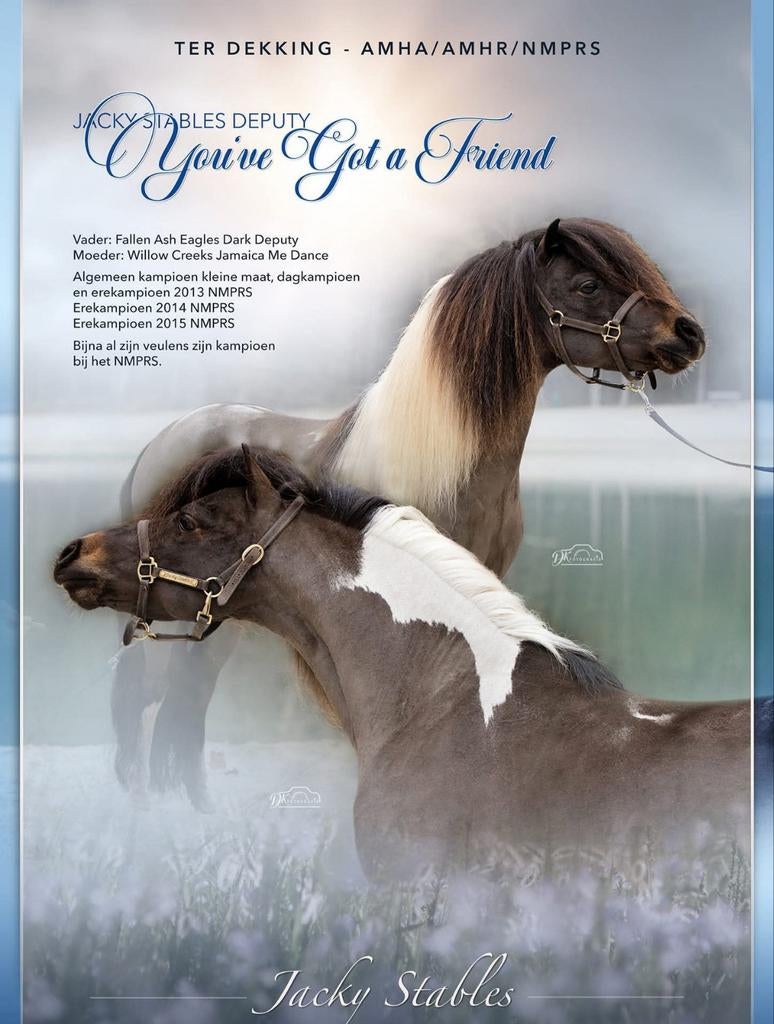 NMPRS/AMHA kampioenshengst met bewezen vererving, Hengst