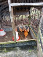 Friesehoen, Meerdere dieren, Kip