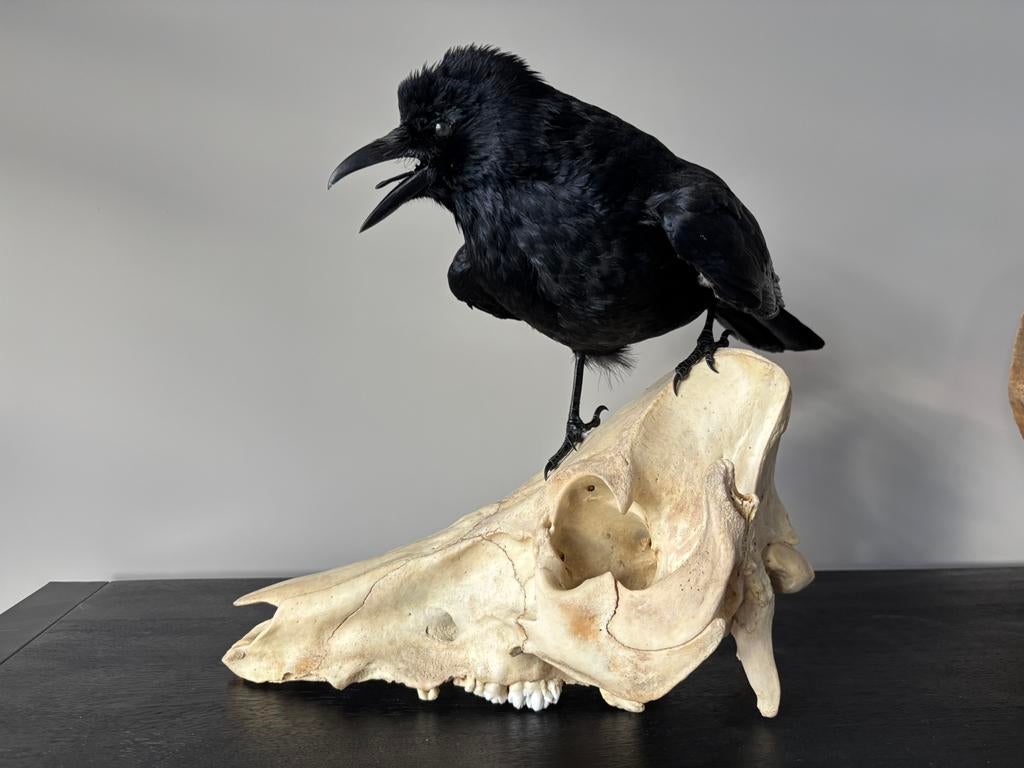 Grote opgezette kraai op schedel, Verzamelen, Dierenverzamelingen, Ophalen of Verzenden, Zo goed als nieuw, Schedel