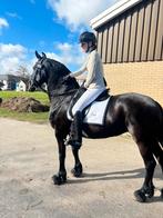13 jr friese ster sport merrie top leerpaard v Norbert, Dieren en Toebehoren, Paarden, Merrie, Dressuurpaard, 160 tot 165 cm, 11 jaar of ouder
