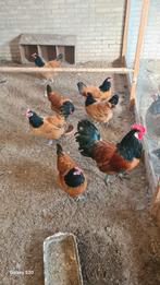 Vorwerk eieren, Geslacht onbekend, Kip